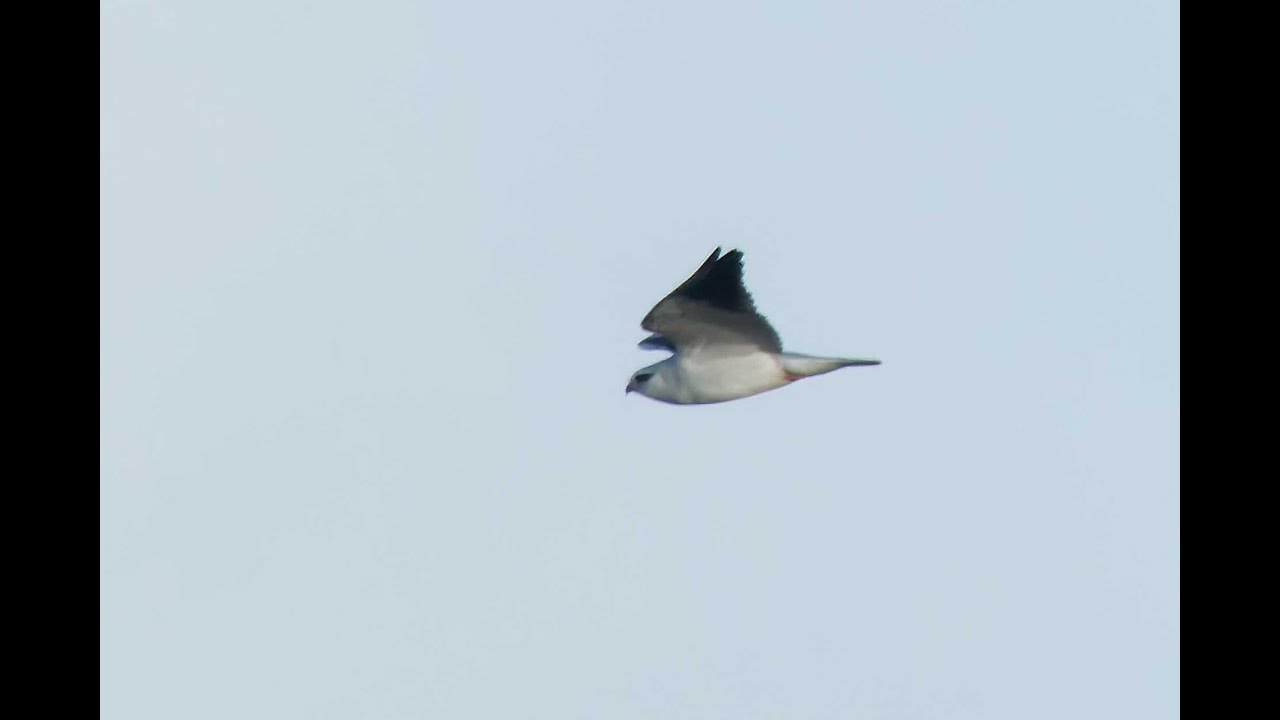 Black-winged Kite, Ludham Bridge, Norfolk, 30/12/25