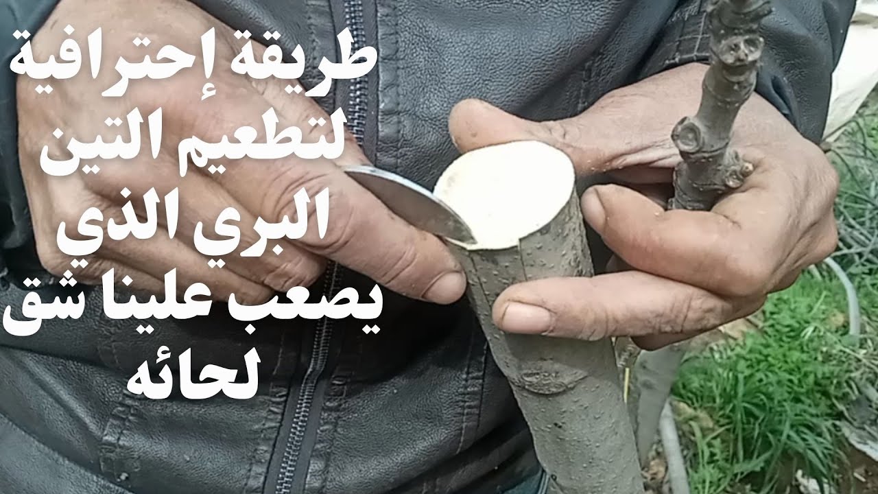 طريقة إحترافية لتطعيم  التين البري الذي يصعب علينا شق لحائه/تطعيم(تركيب_تلقيم) التين/fig grafting