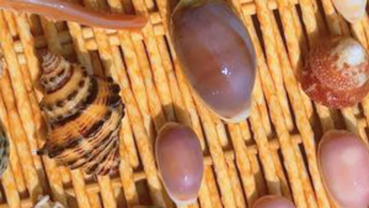 贝壳清洗 又又又是涠洲岛捡的贝壳，清洗时间到啦，滋啦滋啦，解压时刻