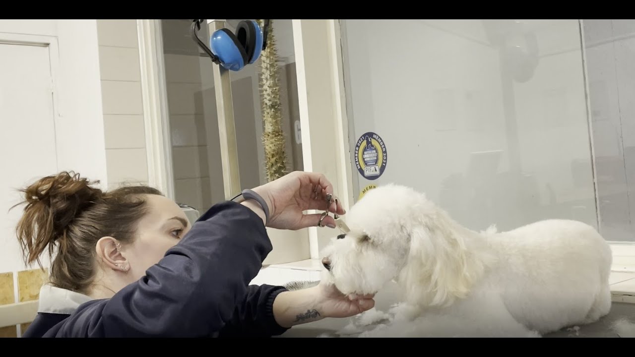 Cockapoo groom from start to finish - helpful tips!