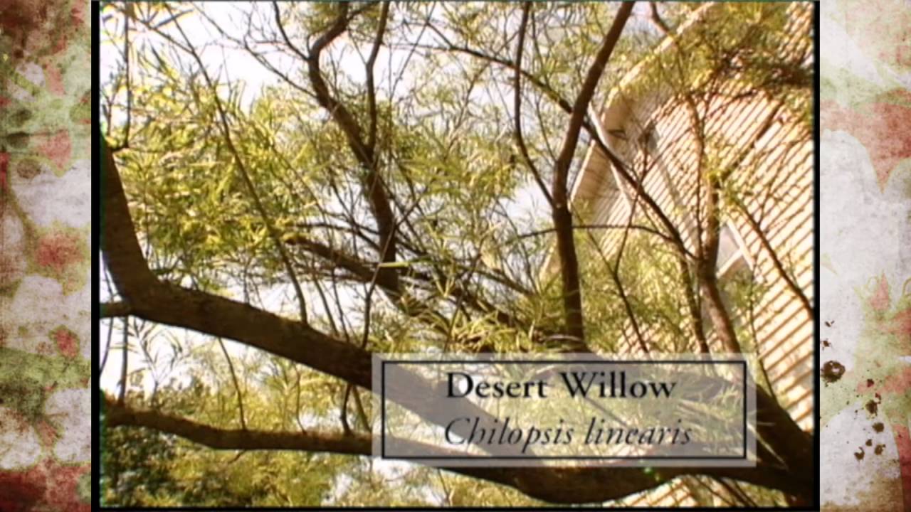 Drought Tolerant Trees for Oklahoma