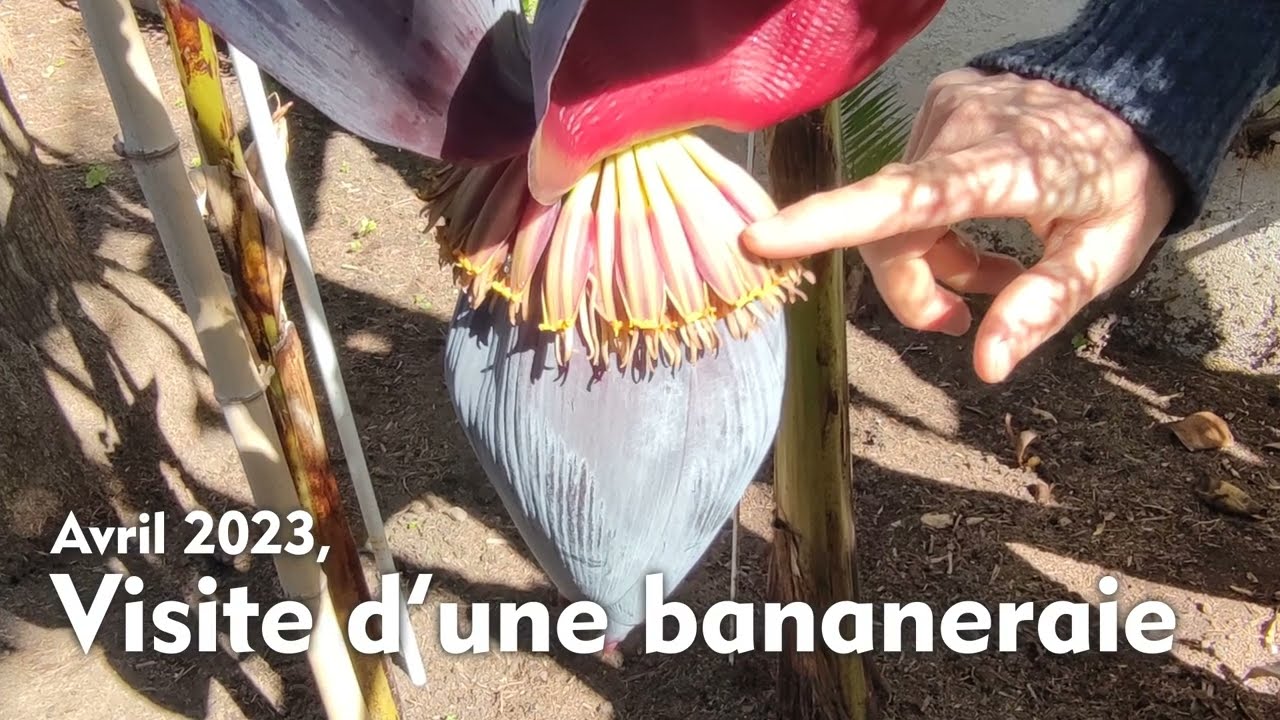 Des bananiers... en France !