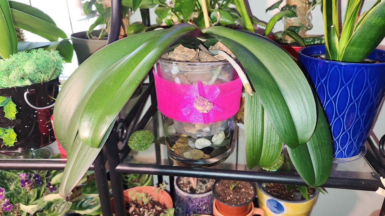 Decapitando otra de mis Orquídeas 😍🙋‍♀️😘🙏