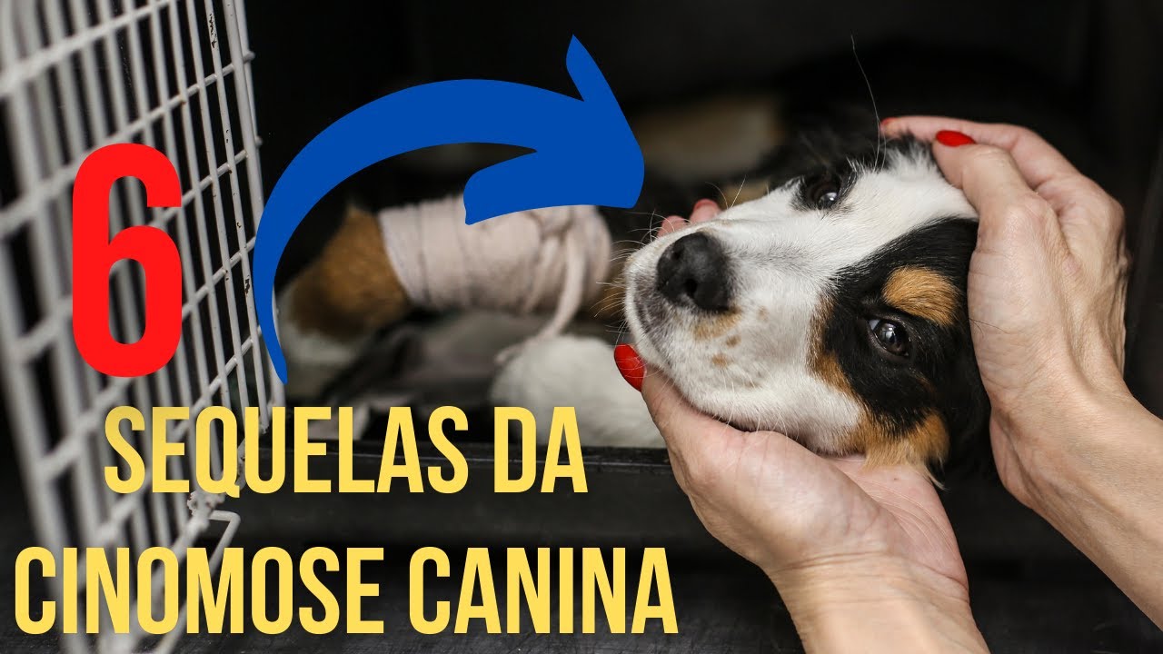 6 Sequelas da cinomose em cães