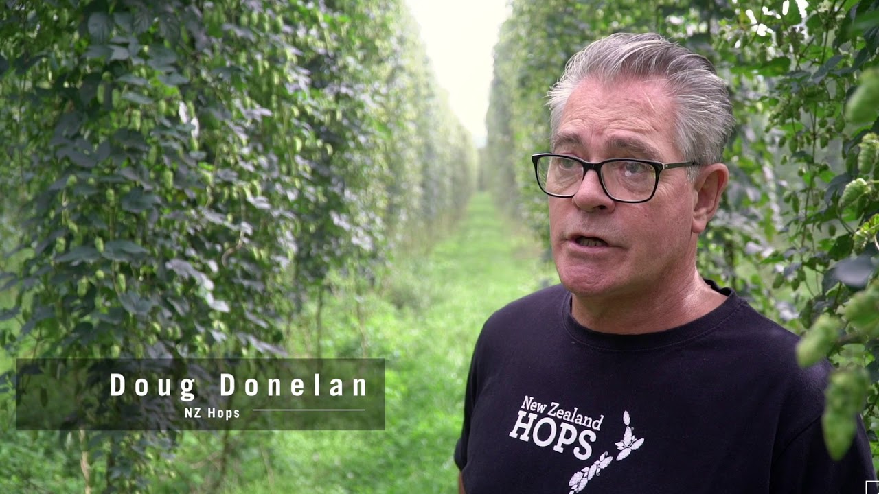 New Zealand Hops   the best in the business