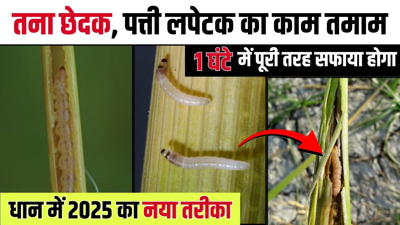 1 स्प्रे से तना छेदक + पत्ती लपेटक का खात्मा! धान में 2025 का सबसे असरदार तरीका | Dhan ki kheti