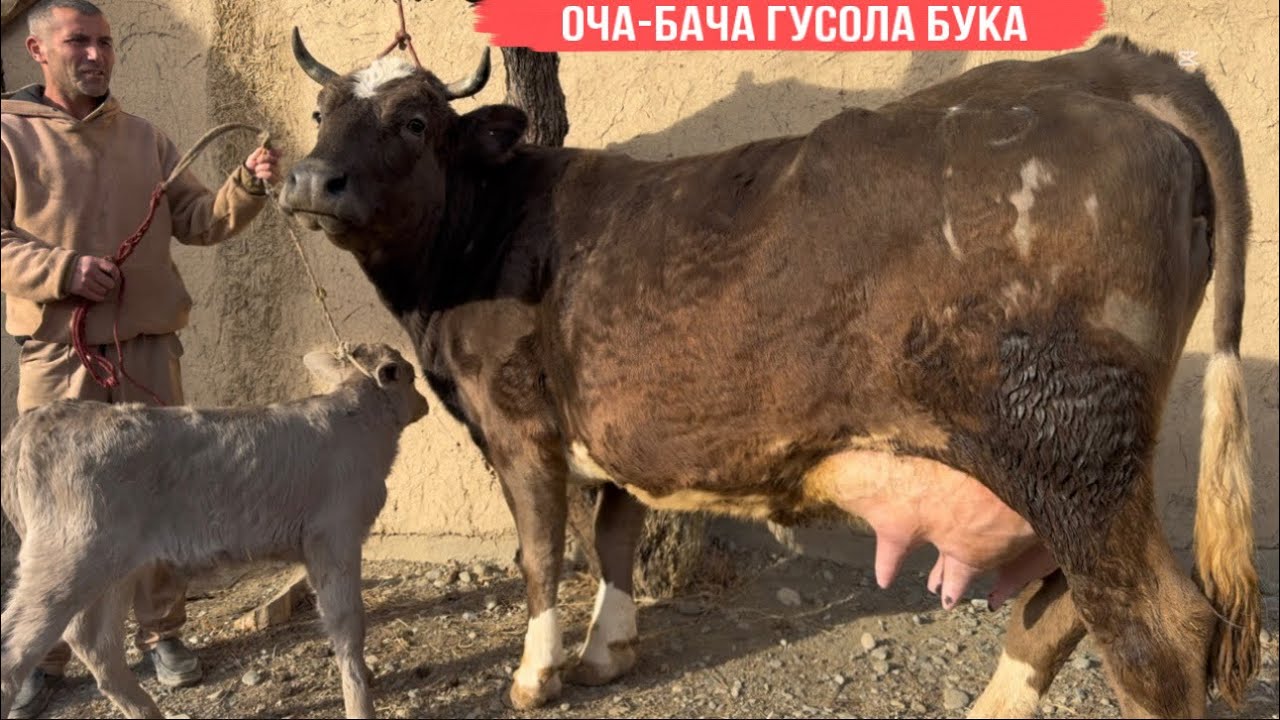 ОЧА БАЧА ГУСОЛА БУКА НАВОРИ НАВ 7 февраля 2026 г.