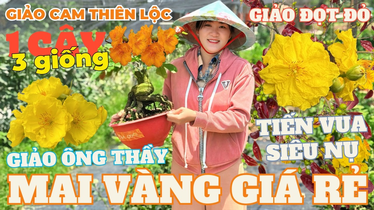 19-03 CHỊ THU Giao Lưu Mai Vàng Giá Rẻ, Giảo Cam Thiên Lộc, Giảo Ông Thầy, Gió Tây Ninh, Giảo Đọt Đỏ