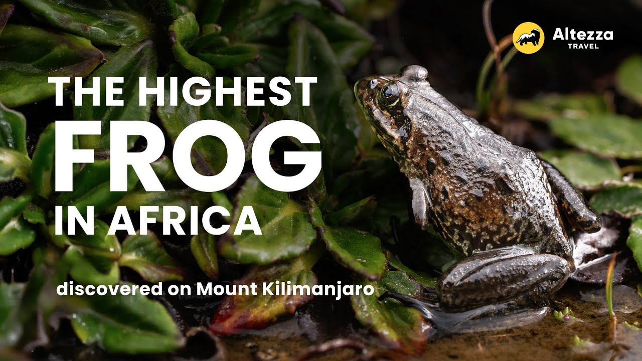 The Highest-Living Frog in Africa Discovered on Mount Kilimanjaro | Altezza Travel