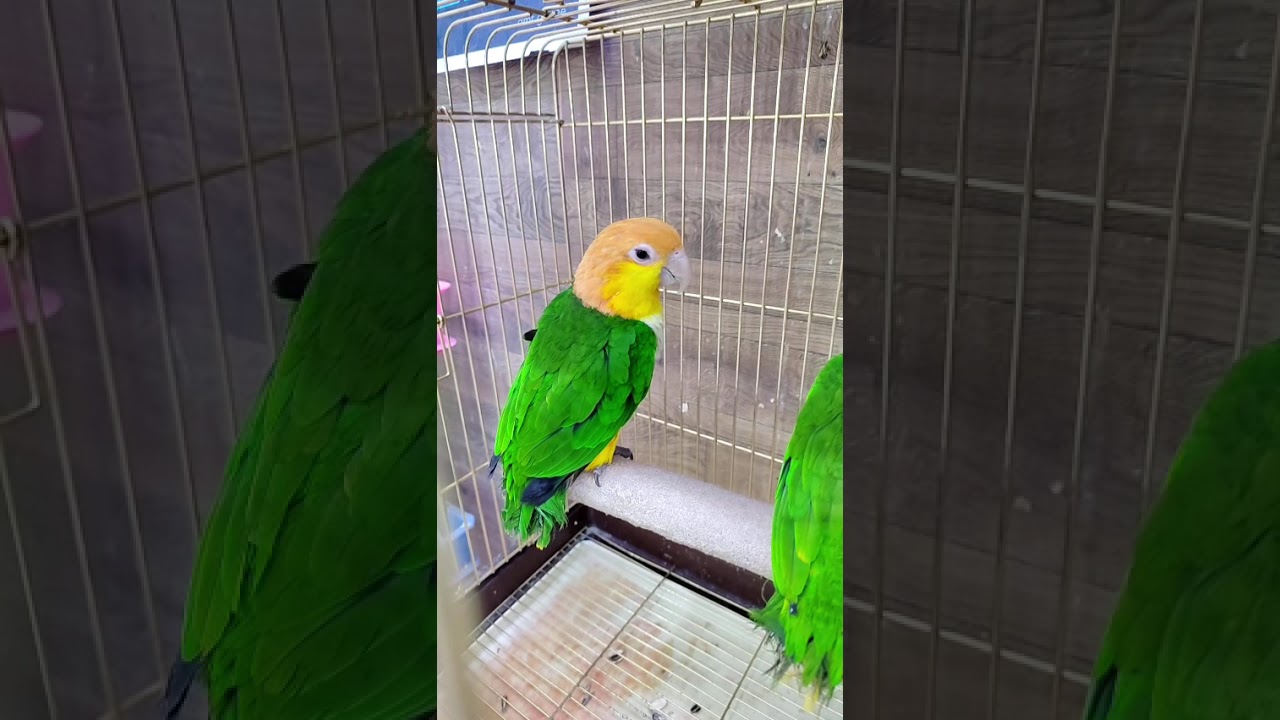 ALL VIDEO ABU DHABI  #COLOUR #FULL  #BIRDS MARKET #like ##subscribe #share #####