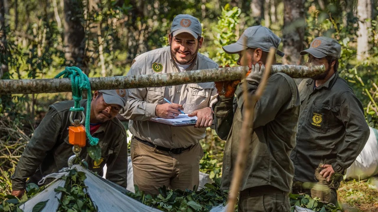 Canopy Chronicles ~ Vicente Romero