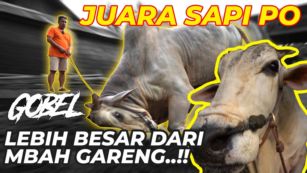 GOBEL SAPI PO TERBESAR, LEBIH BESAR DARI MBAH GARENG..!