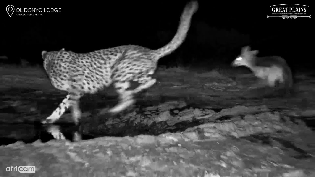 Jackal Bites Cheetah’s tail at Ol Donyo Waterhole | Great Plains Conservation