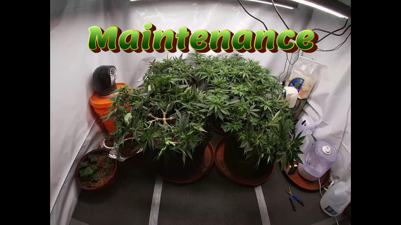 Week 10 Photoperiod Grow (Maintenance)