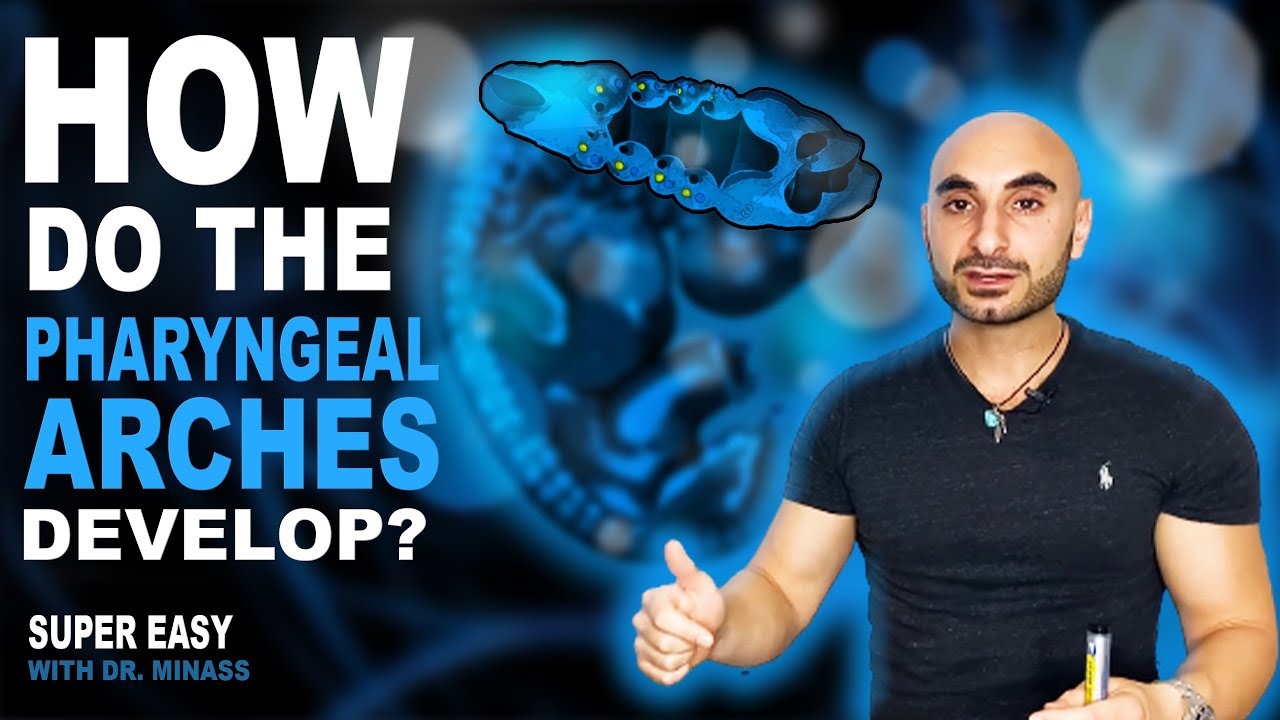 Embryology of the Pharyngeal Arches (Easy to Understand)