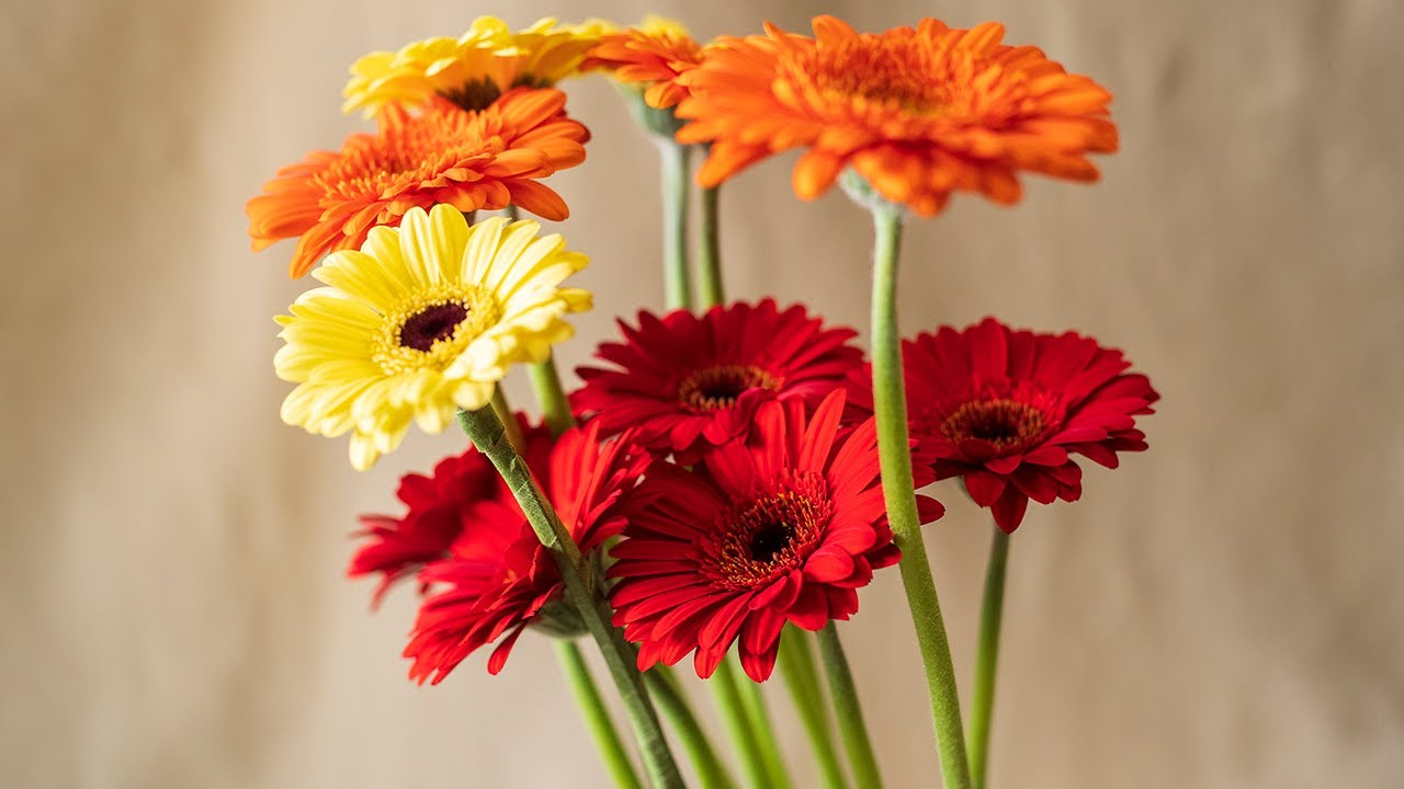 Wiring a Gerbera Daisy