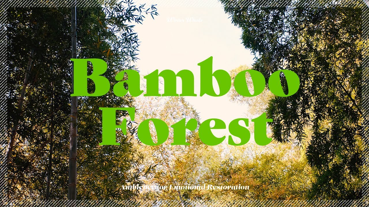 Bamboo Forest Wind Sounds | White Noise for Studying, Sleeping, Relaxation | 대나무숲 백색소음