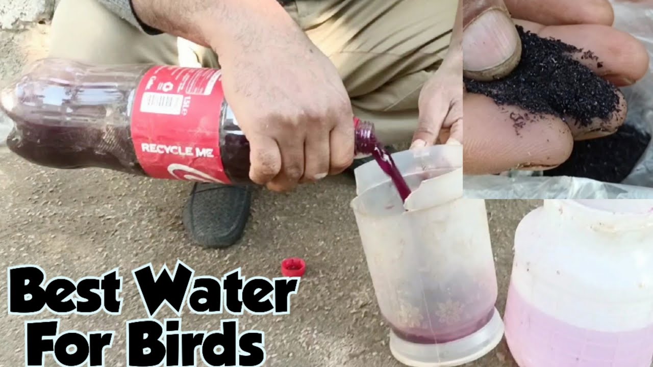 Best Water For Birds | Pinki Powder