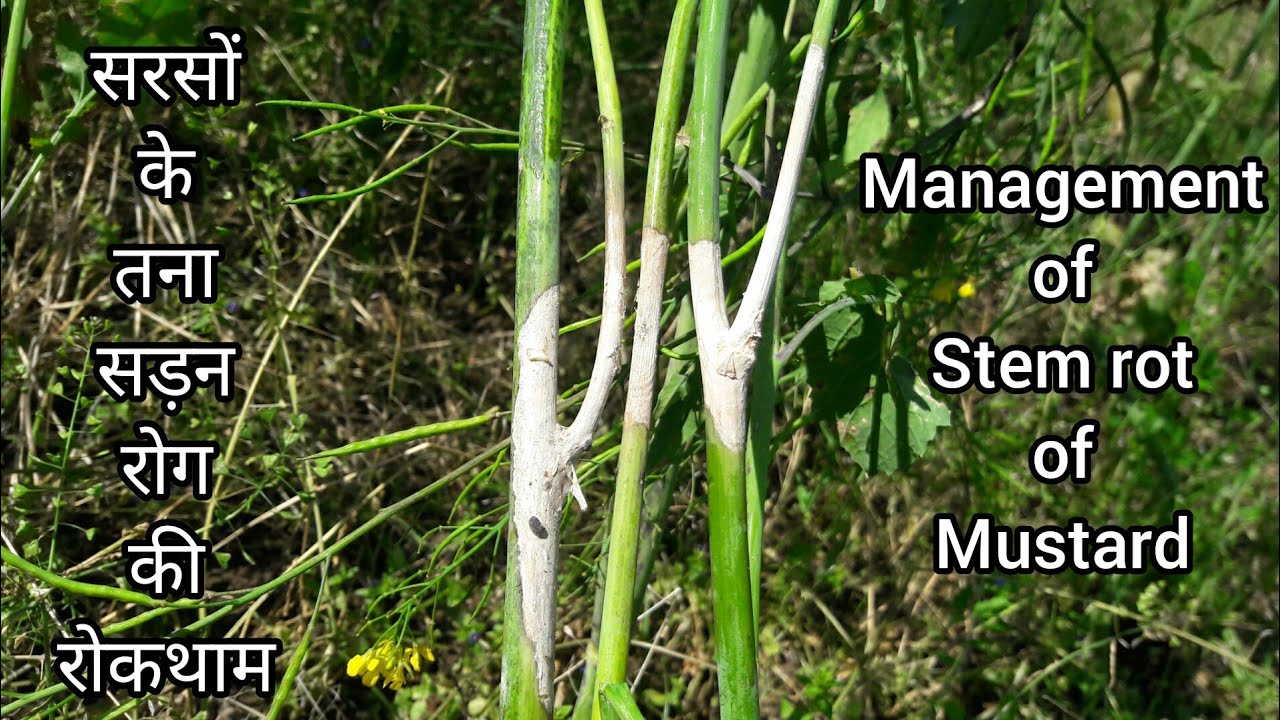 सरसों के तना सड़न रोग की रोकथाम/Stem rot of mustard