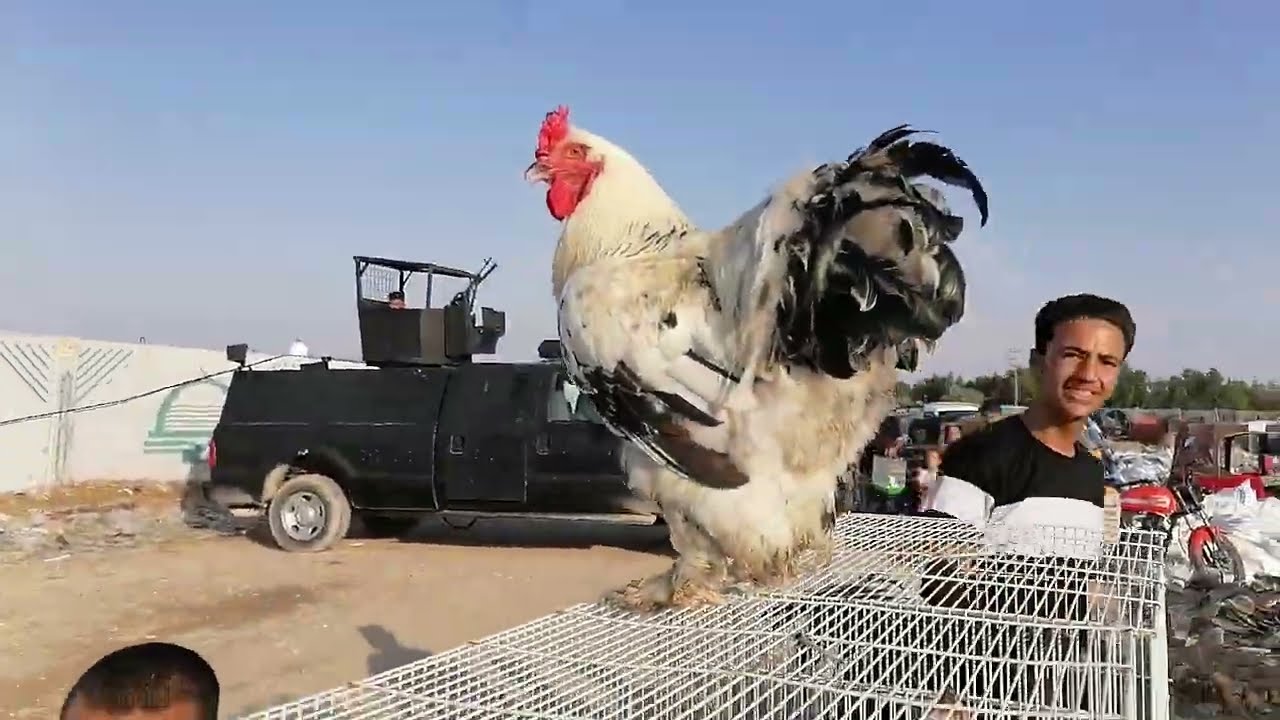سوق يوم الجمعة في كربلاء انواع الحيوانات