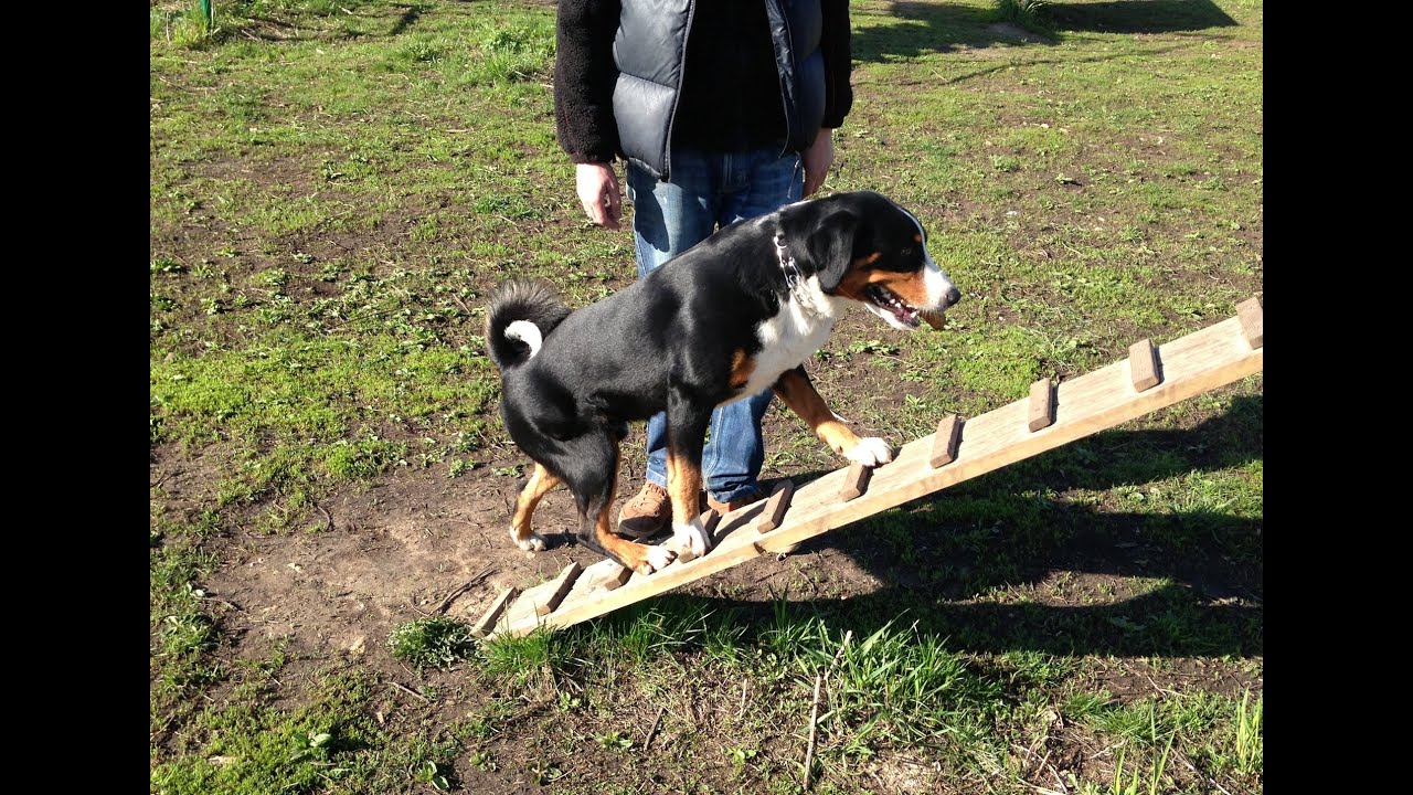 Appenzeller Sennenhund - Mars 2 years