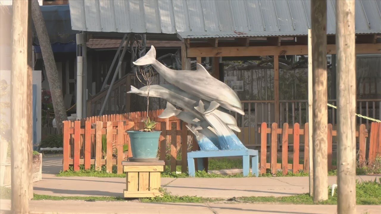 Mexico passes nationwide ban on dolphin shows, entertainment