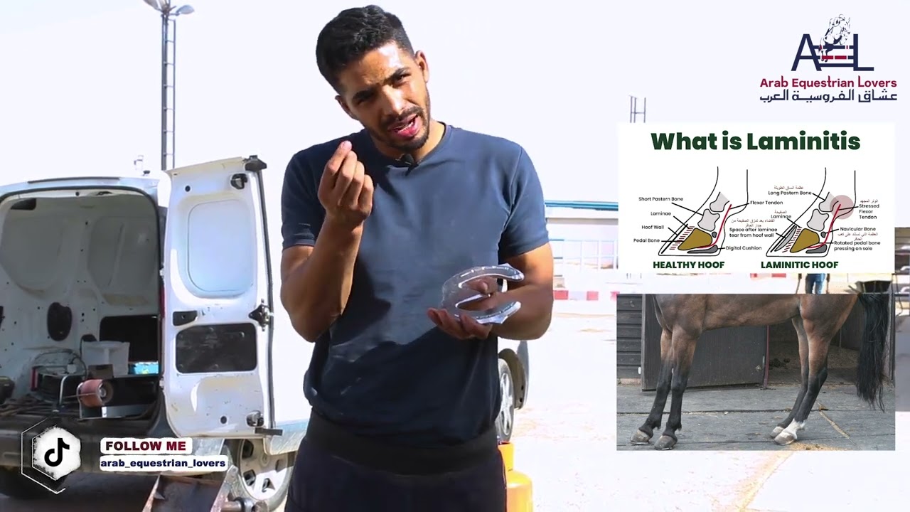 أمراض تصيب حافر الخيل ( مرض الحُمرة أسبابه وعلاجه )