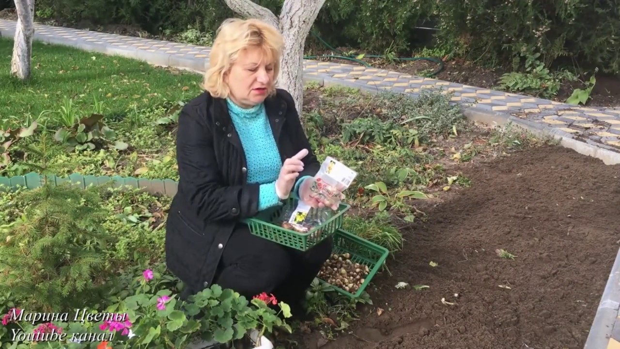 Нарцисс - Особенности посадки и выращивания.
