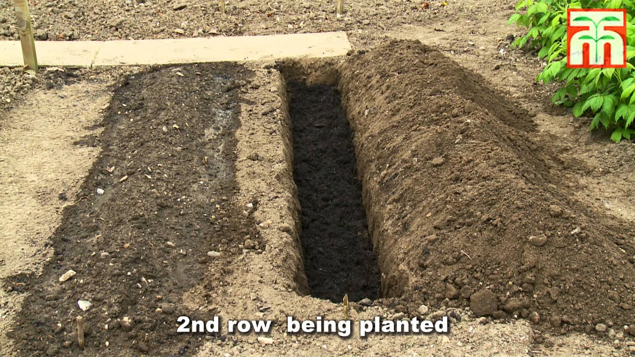 How to plant and grow Asparagus with Thompson & Morgan.