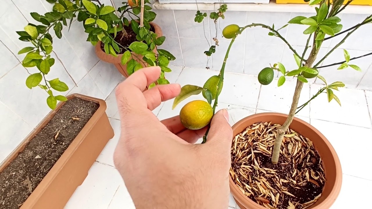 KAMKAT KUMKAT GELİSİMİ KİS AYİNDAKİ DURUMU