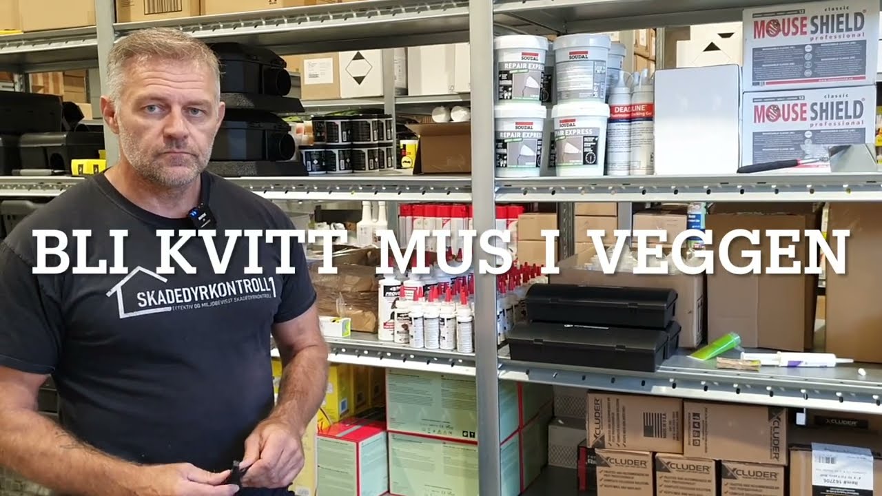 Bli kvitt mus i veggen