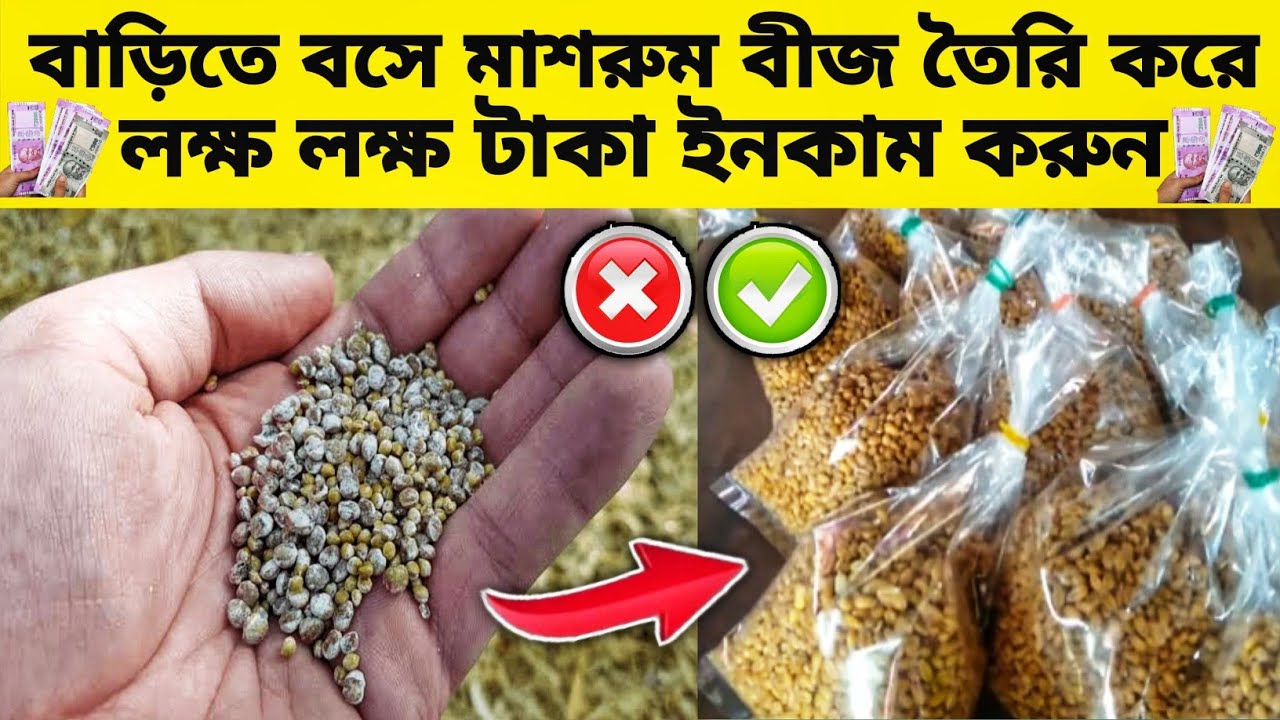 (Part-1)মাশরুম স্প্যান/বীজ কীভাবে তৈরি করবেন বাড়িতে|How To Make Mushroom Spawn/Seeds at Home Bengali