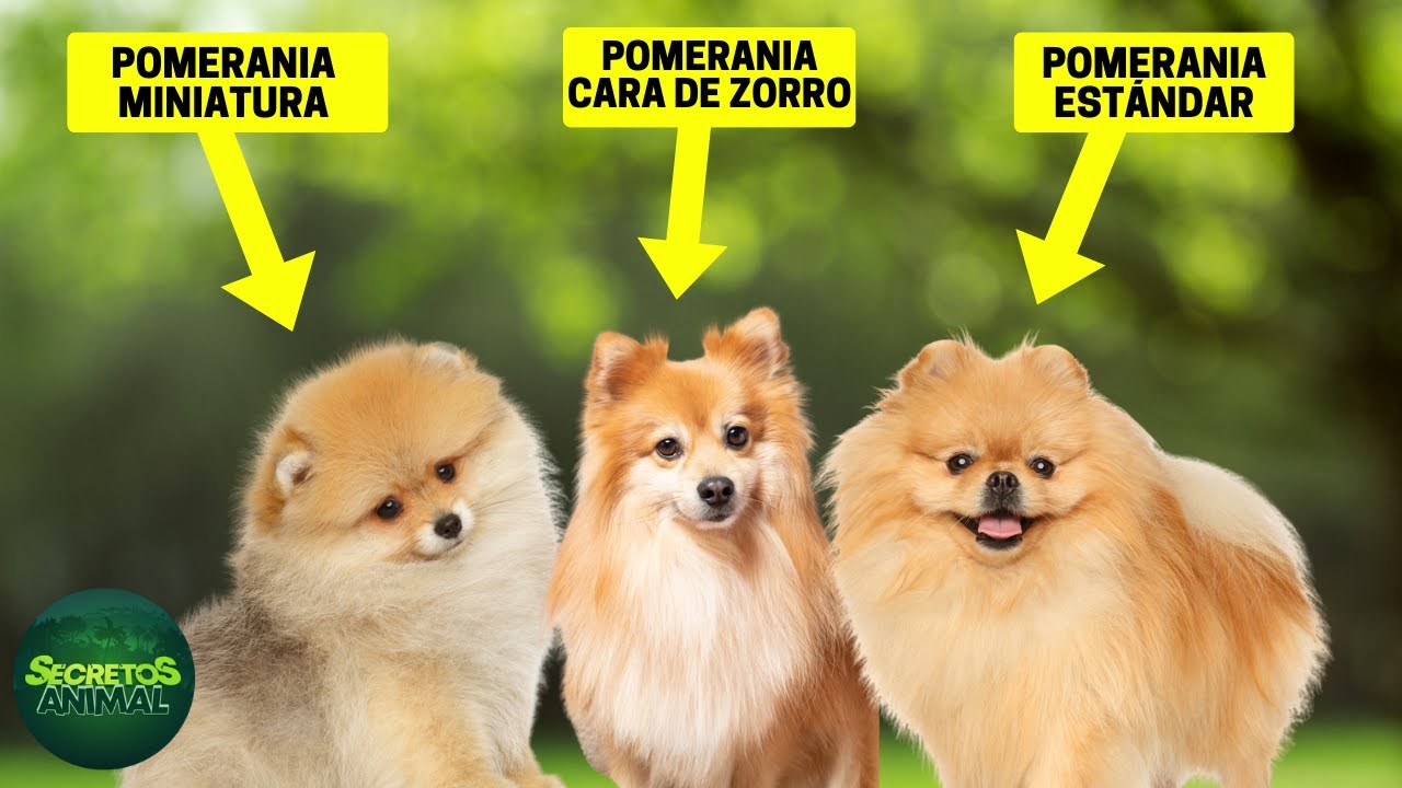 6 Tipos Diferentes De Pomeranias: ¿cuál Es El Más Adecuado Para Ti?