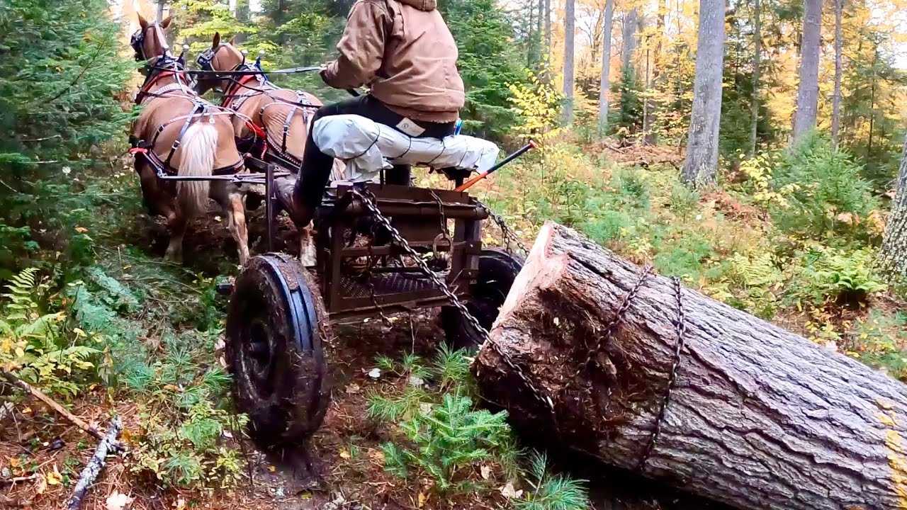FINALLY @ our new LOG JOB 🎉🎉 … deep in the Adirondack Forest!! // Draft Horse Logging