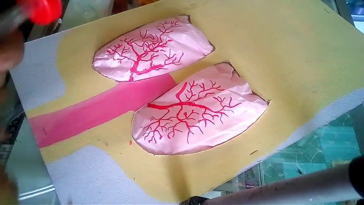 Pulmones con movimiento