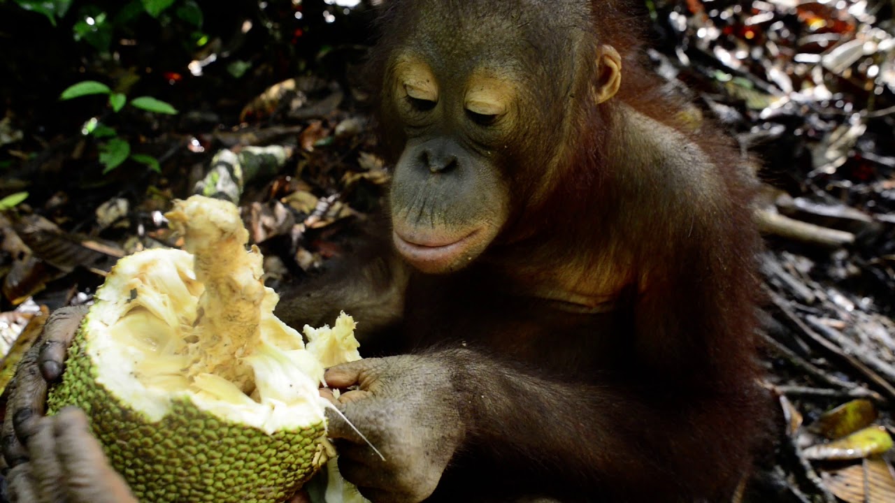 Happi feasting on cempedak fruit