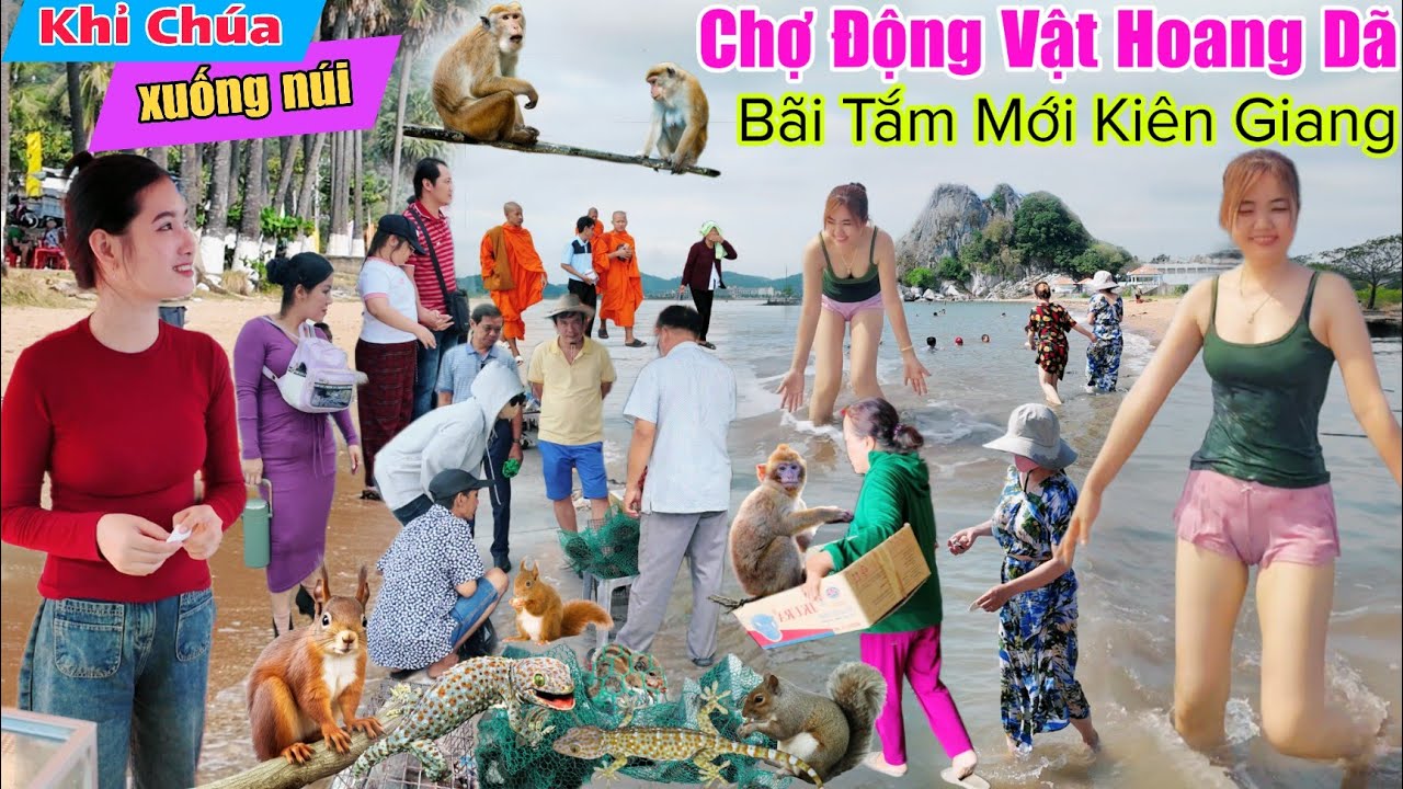 Khỉ chúa xuống núi - chợ động vật hoang dã giá rẻ hòn phụ tử Kiên Giang 2025