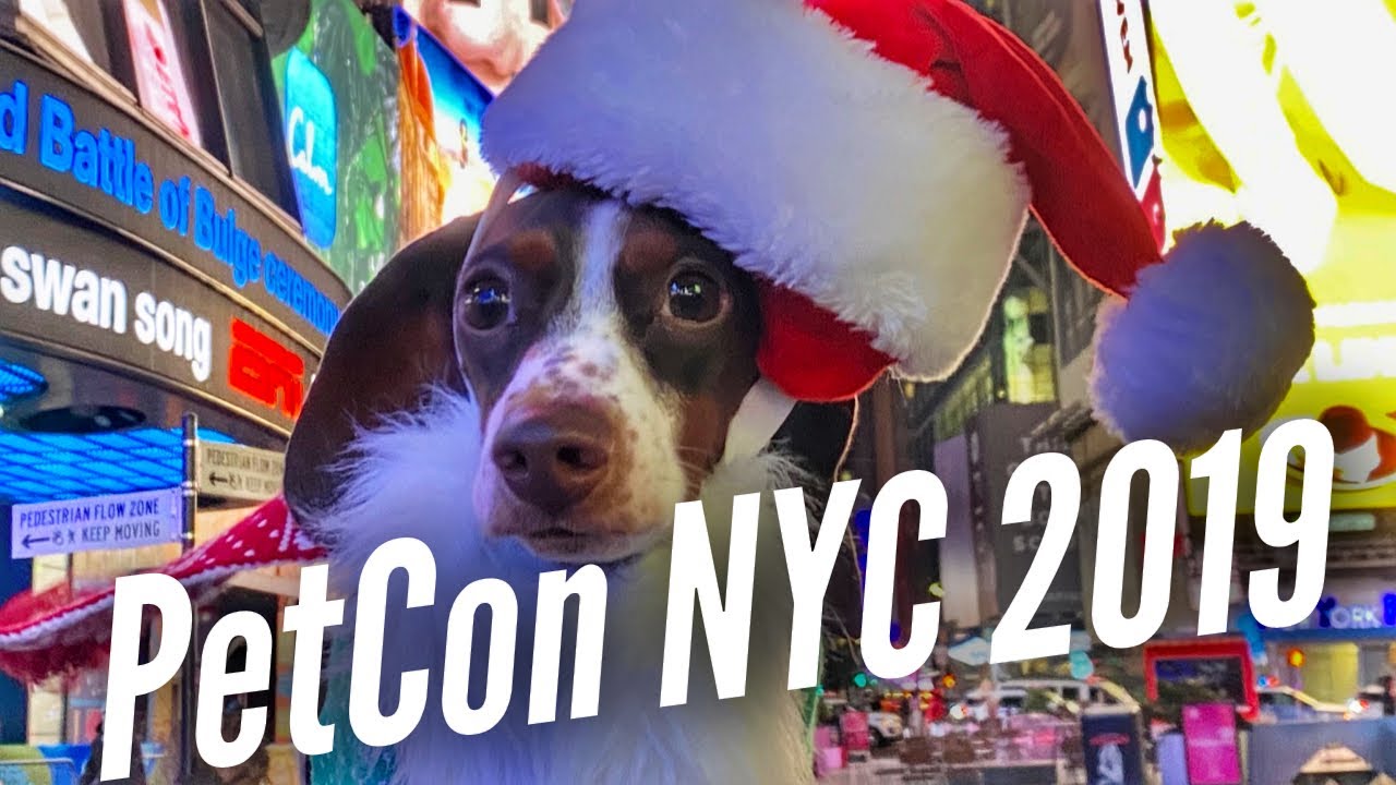 A DAY AT PETCON NYC 2019 - The Marvelous Mr. Meatball