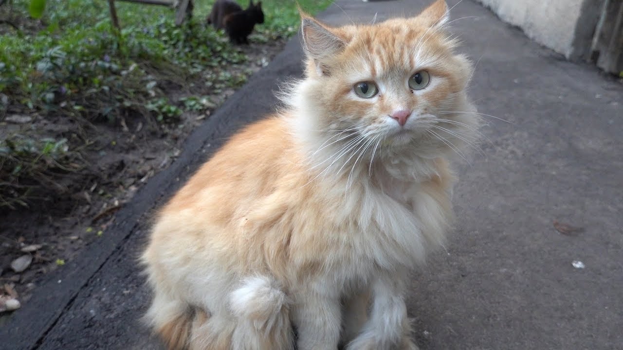 Cats look at me but they're thinking about food