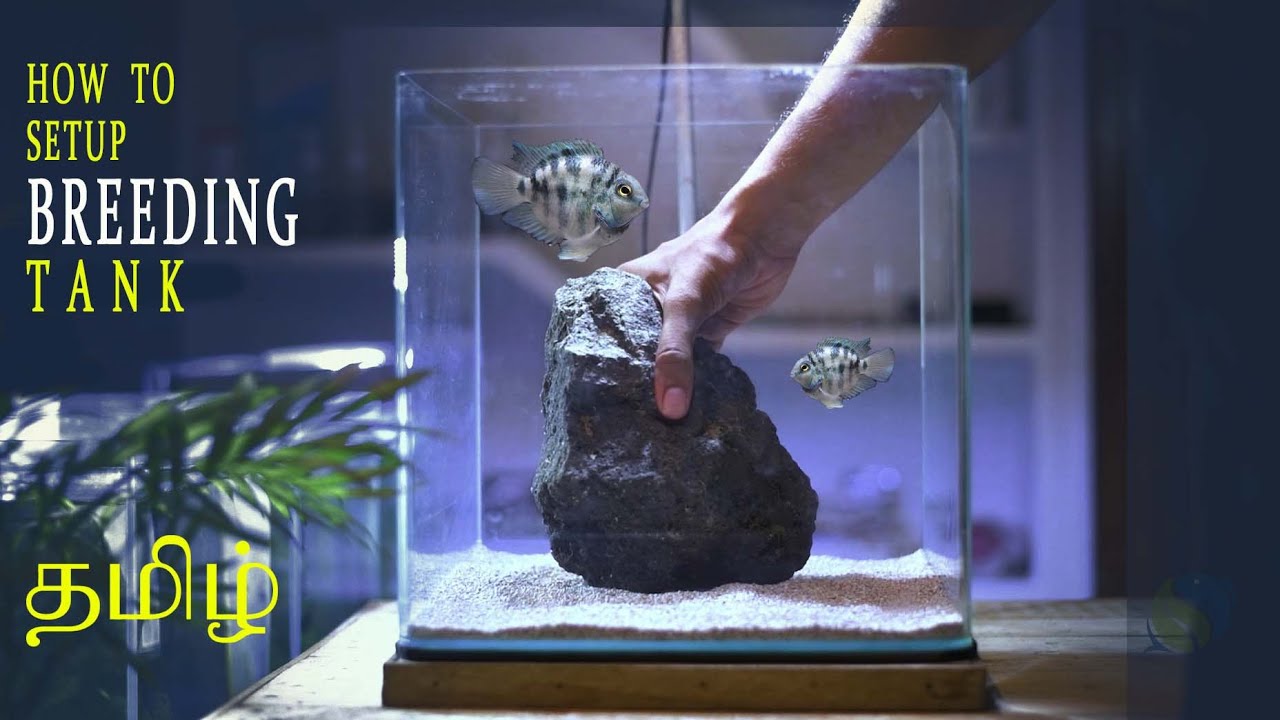#83 BREEDING FISH TANK SETUP | POLAR BLUE CICHLID | TAMIL | SUBTITLED