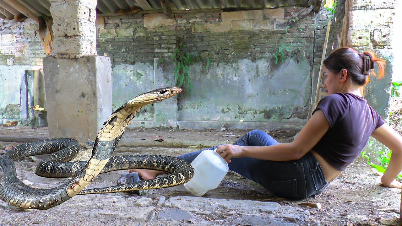 Harvesting peanuts - Suddenly discovered a giant snake in the farm - Go to the market to sell