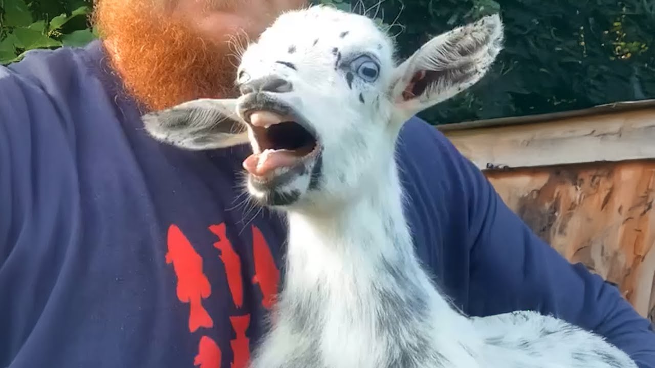 GOATS are the funniest creatures on Earth! 🤣 Funny Animals Videos