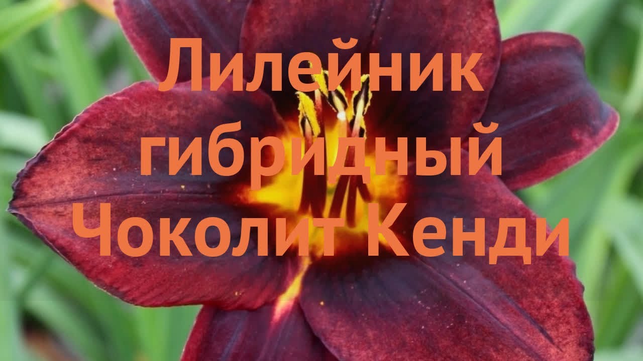 Лилейник гибридный Чоколит Кенди (hemerocallis) 🌿 обзор: как сажать, саженцы лилейника Чоколит Кенди