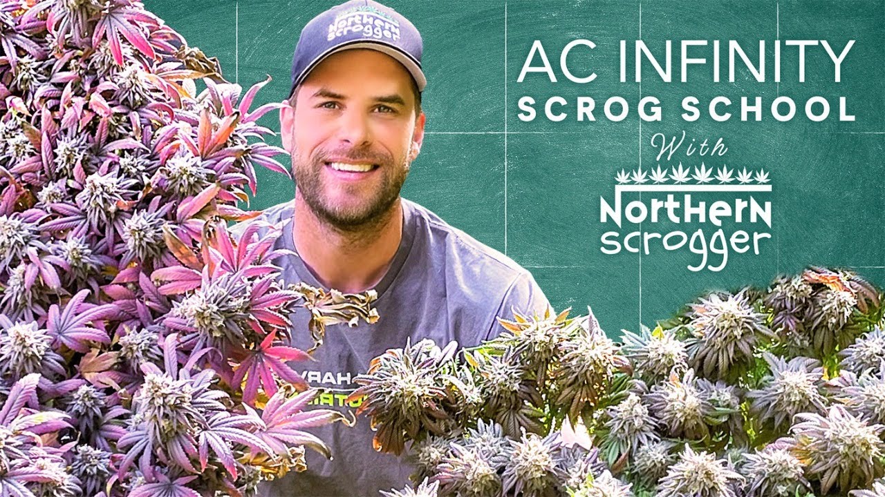 AC INFINITY SCROG SCHOOL с @NorthernScrogger &mdash; ЭПИЗОД 3: ПРОРАСТАНИЕ