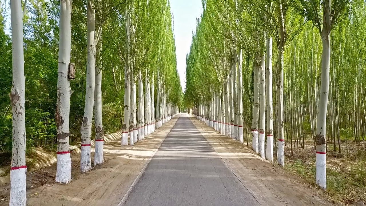 45 years of sand control transforms forest farm in north China's Bayannur