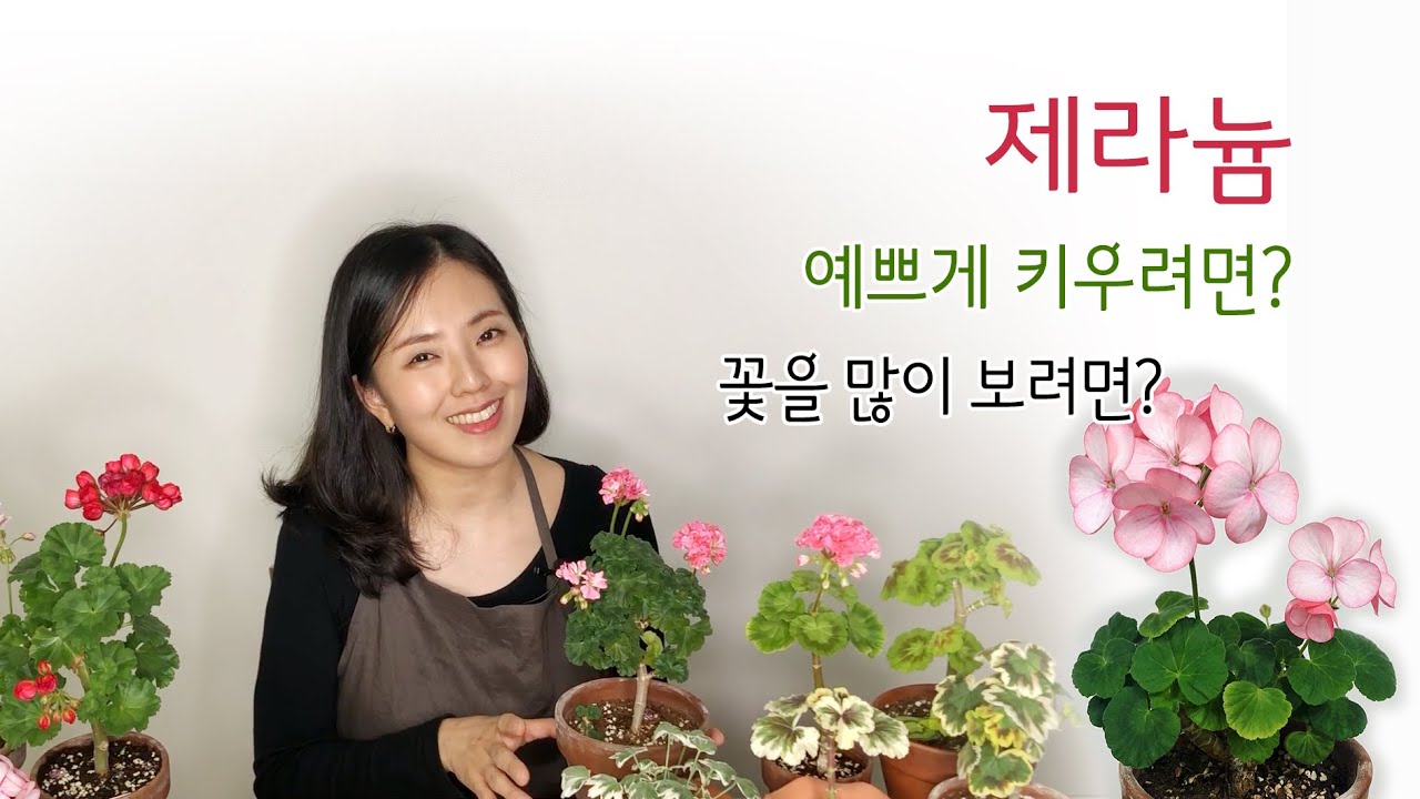 제라늄 잘 키우려면? 꽃 많이 보려면? 조심할 점?