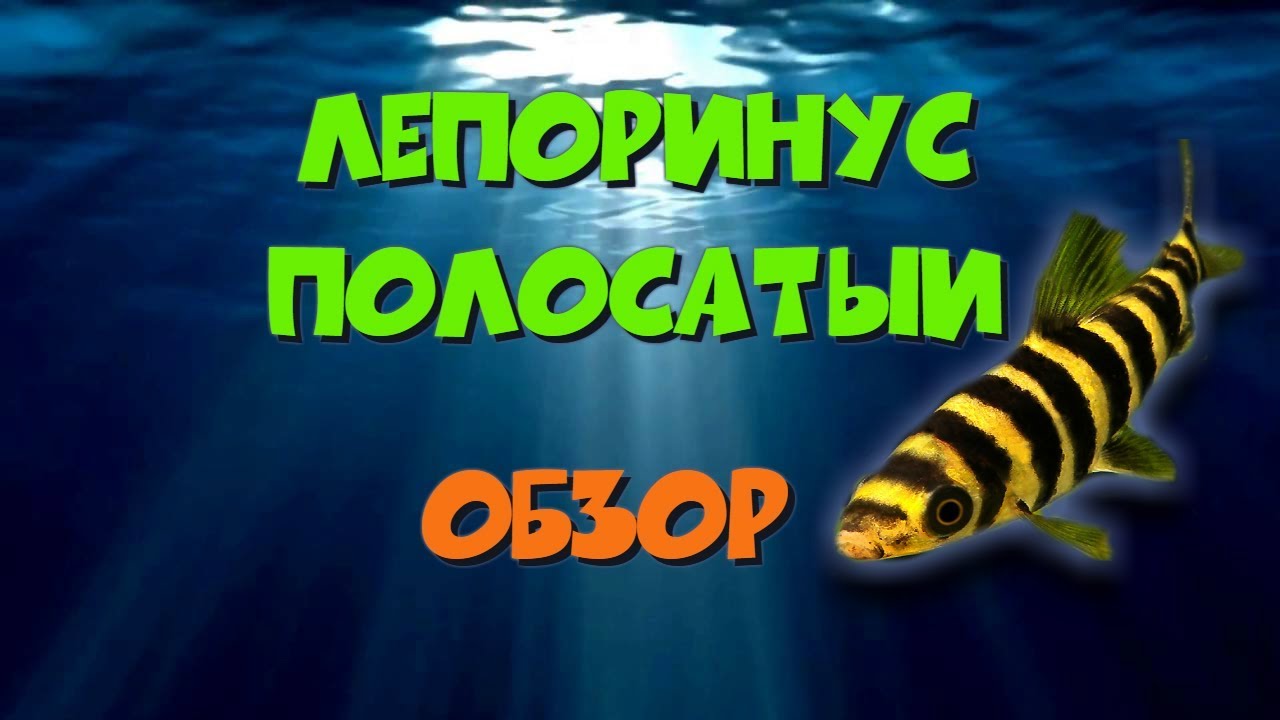 Лепоринус полосатый (Leporinus fasciatus)