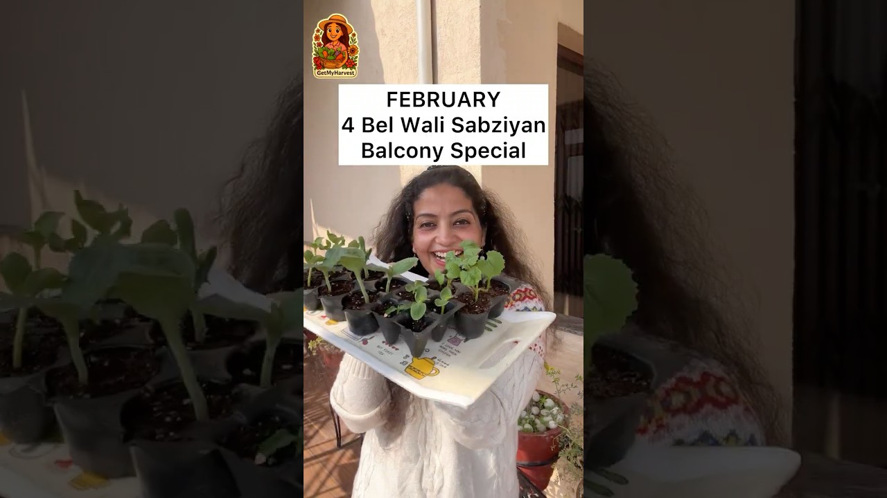 BALCONY GARDEN: Balcony Mein Lagao Yeh 4 Bel Wali Sabziyan Abhi! 🥒🍉