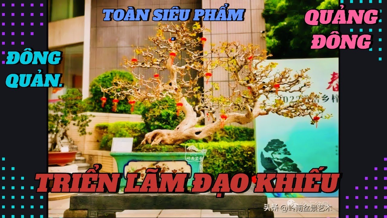 Toàn siêu phẩm tại Triển lãm nghệ thuật cây cảnh Đạo Khiếu Đông Quản Quảng Đông