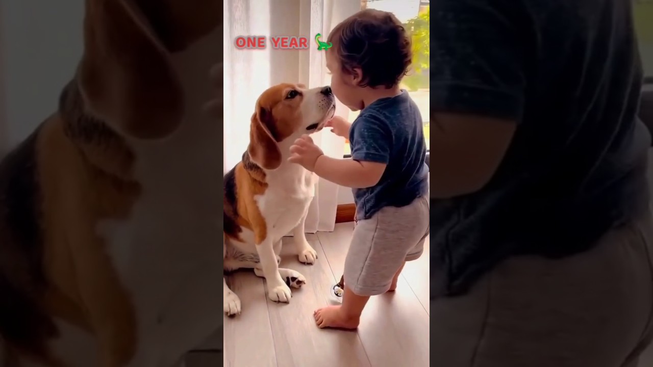 30 Days To One Year beagle transformation #feed #beagle #love #cute #pets #puppy #loyal